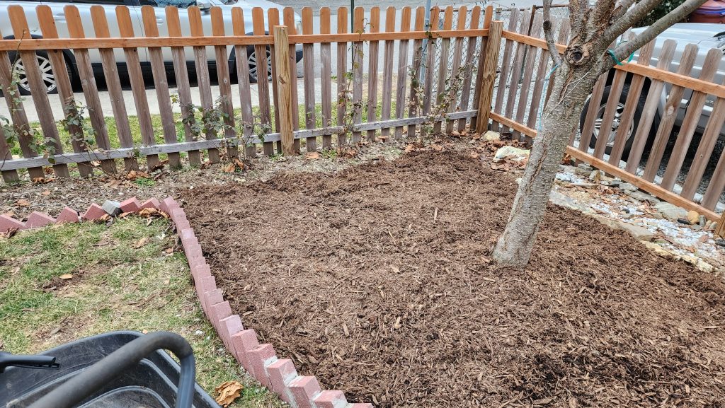 mulch around front tree different view
