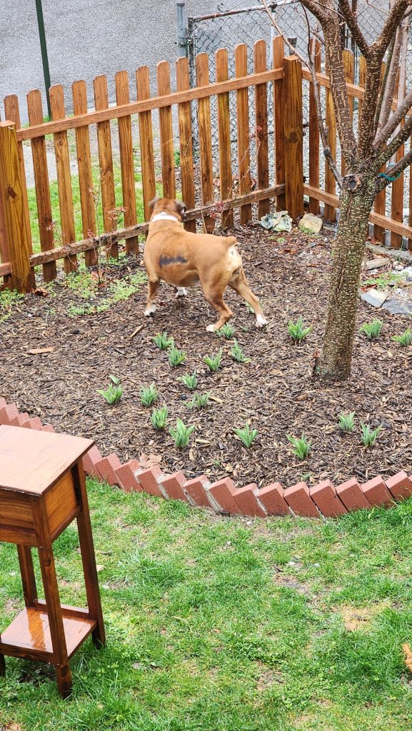 dog on the mulch awhile it's raining