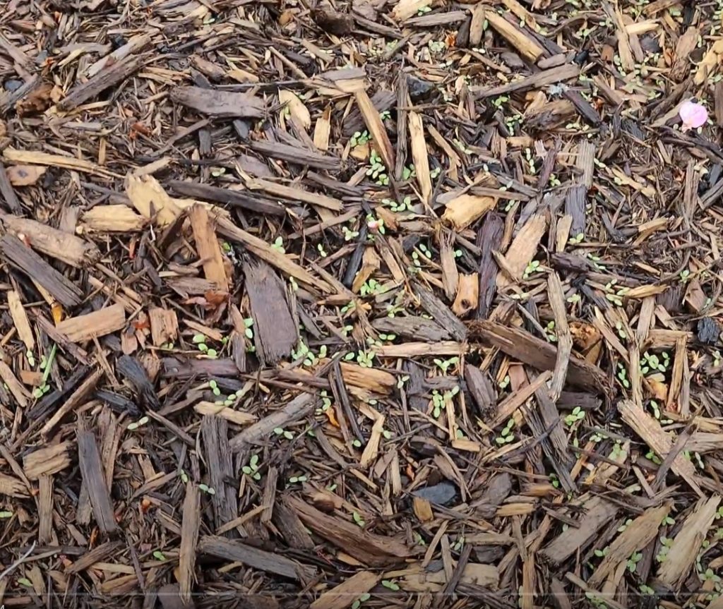 mulch around front tree closeup