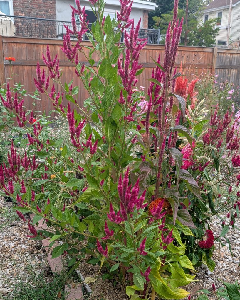 medium view of the celosia flowers