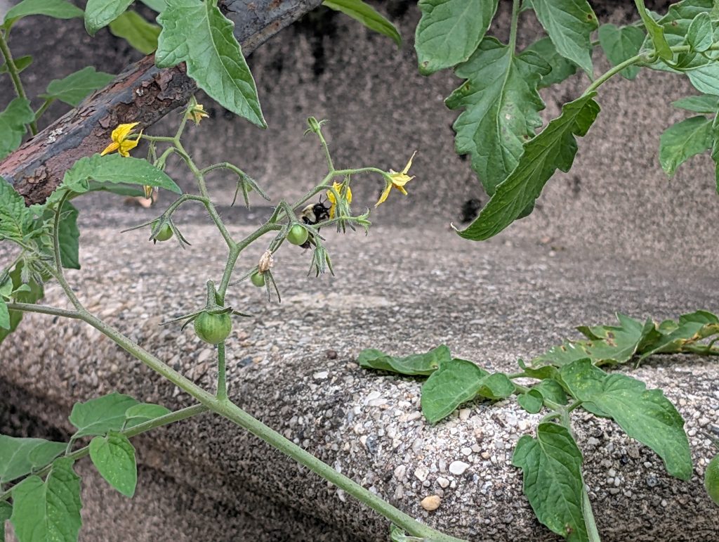 tomato plants with bumblebee