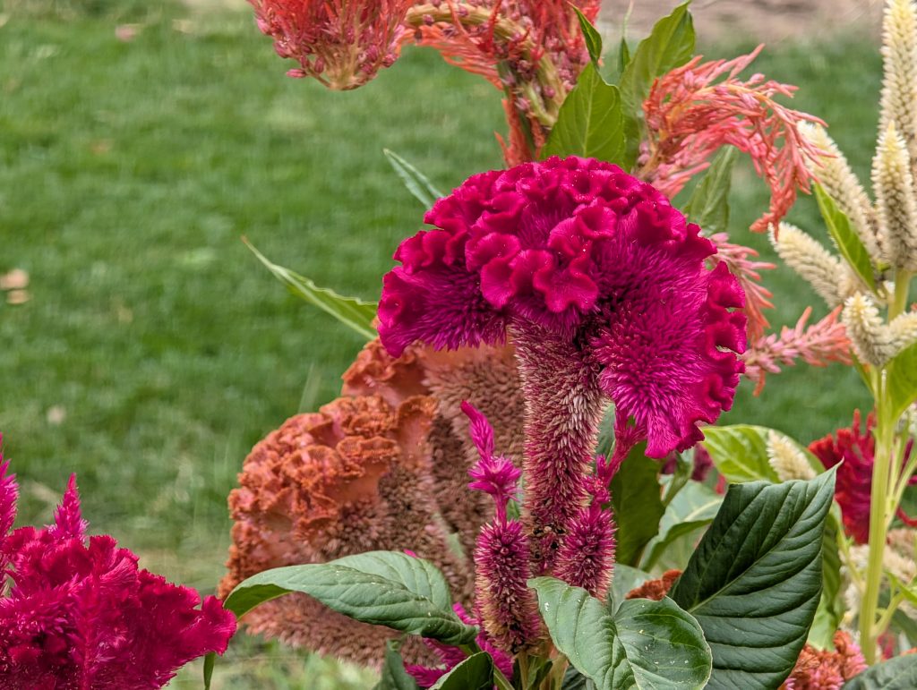 beautiful unusual celosia flower shapes