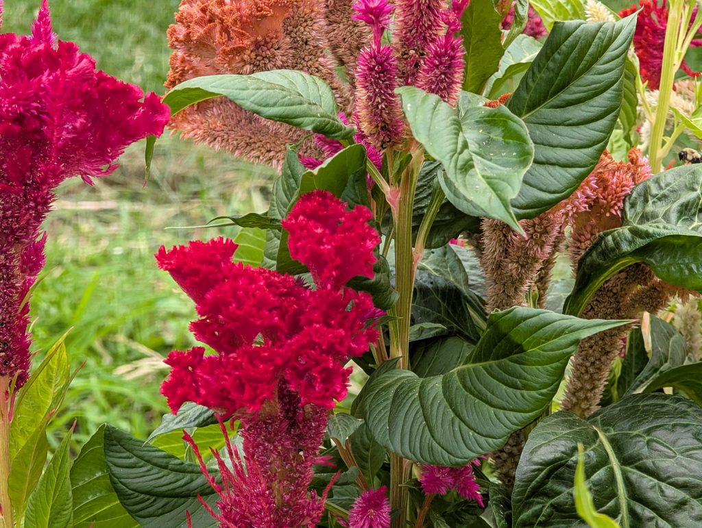 closeup of flowers in September in my zone 7b garden
