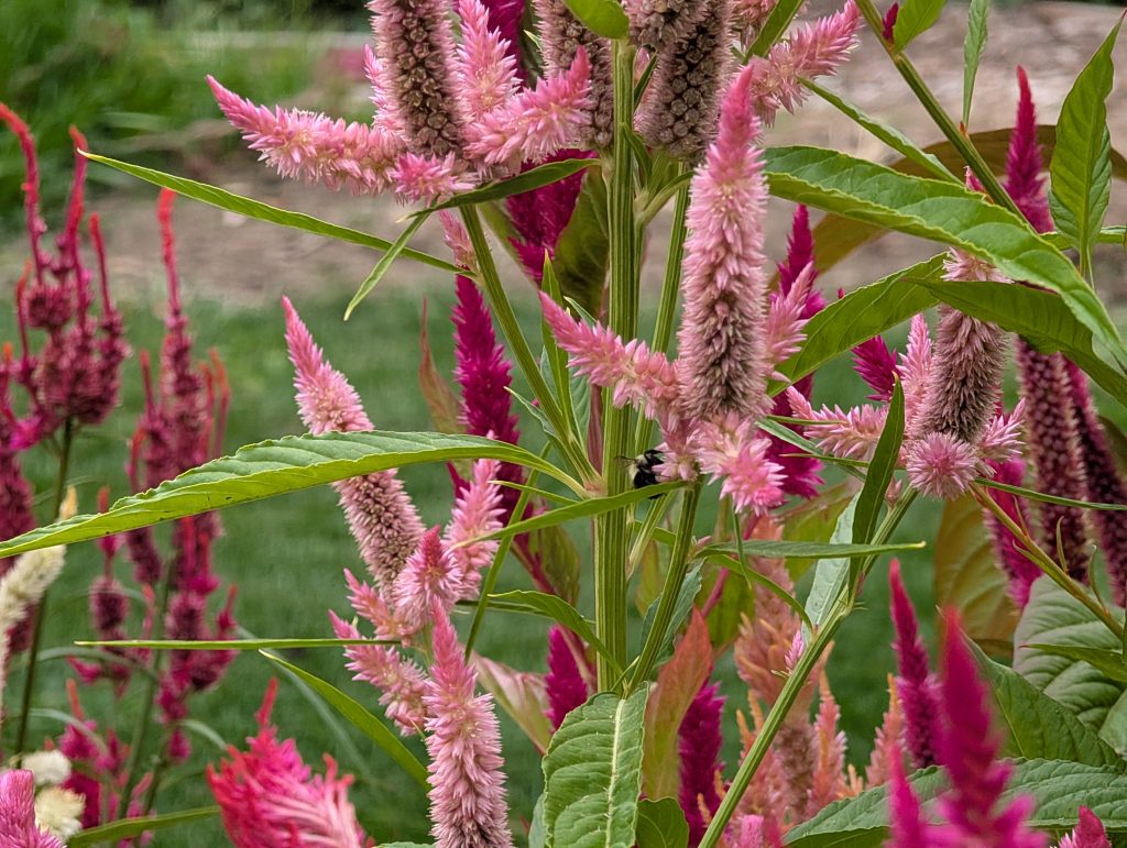 a bumblee bee stays hidden among the celosia flowers