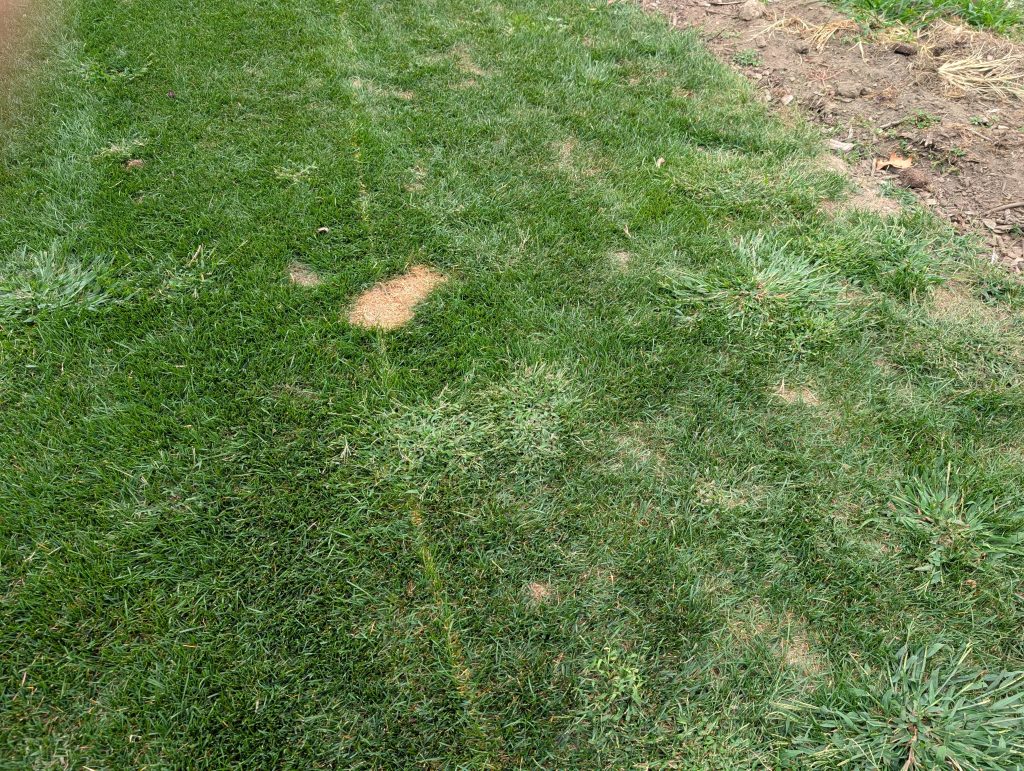 Closeup of my Kentucky bluegrass back lawn