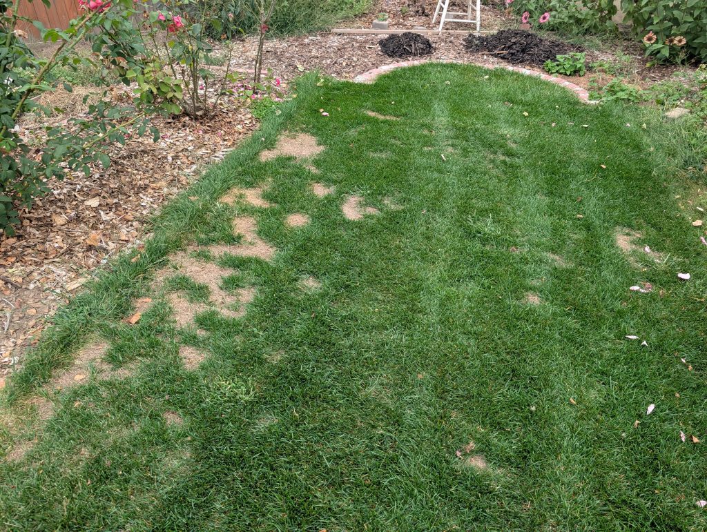 View of the back lawn. Mostly very lush grass, but some spots where die off has occurred.