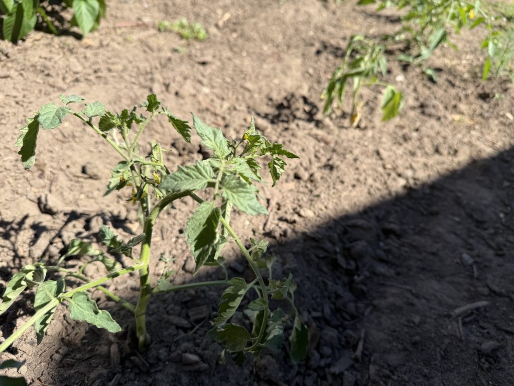 Row of tomatoes